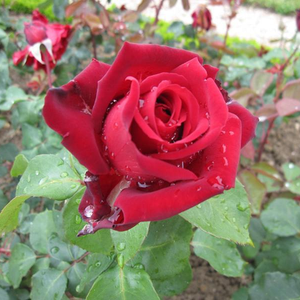 Vrtnica čajevka - Roza - Edith Piaf® - 